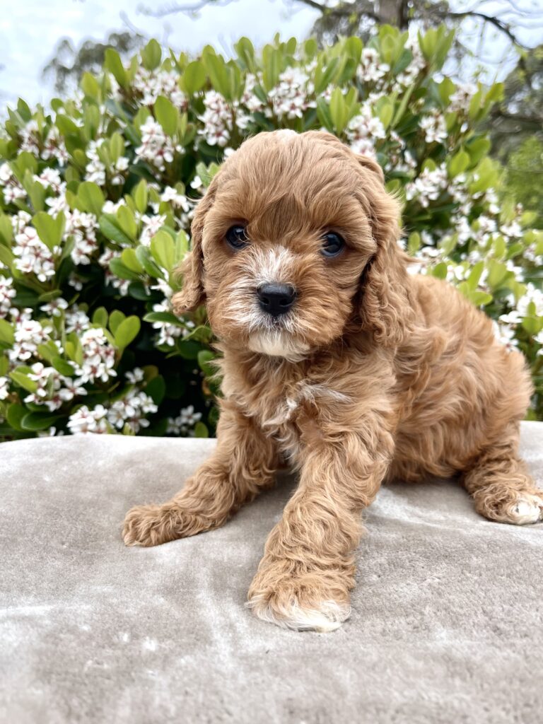 Cavoodle Puppies For Sale Melbourne Vic Designer K9 Breeders