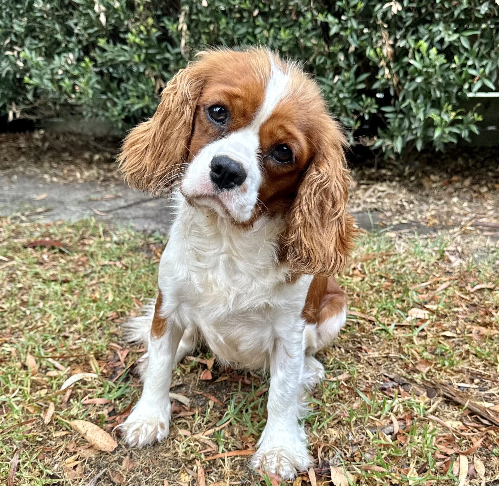 Cavalier King Charles Spaniel Blenheim female