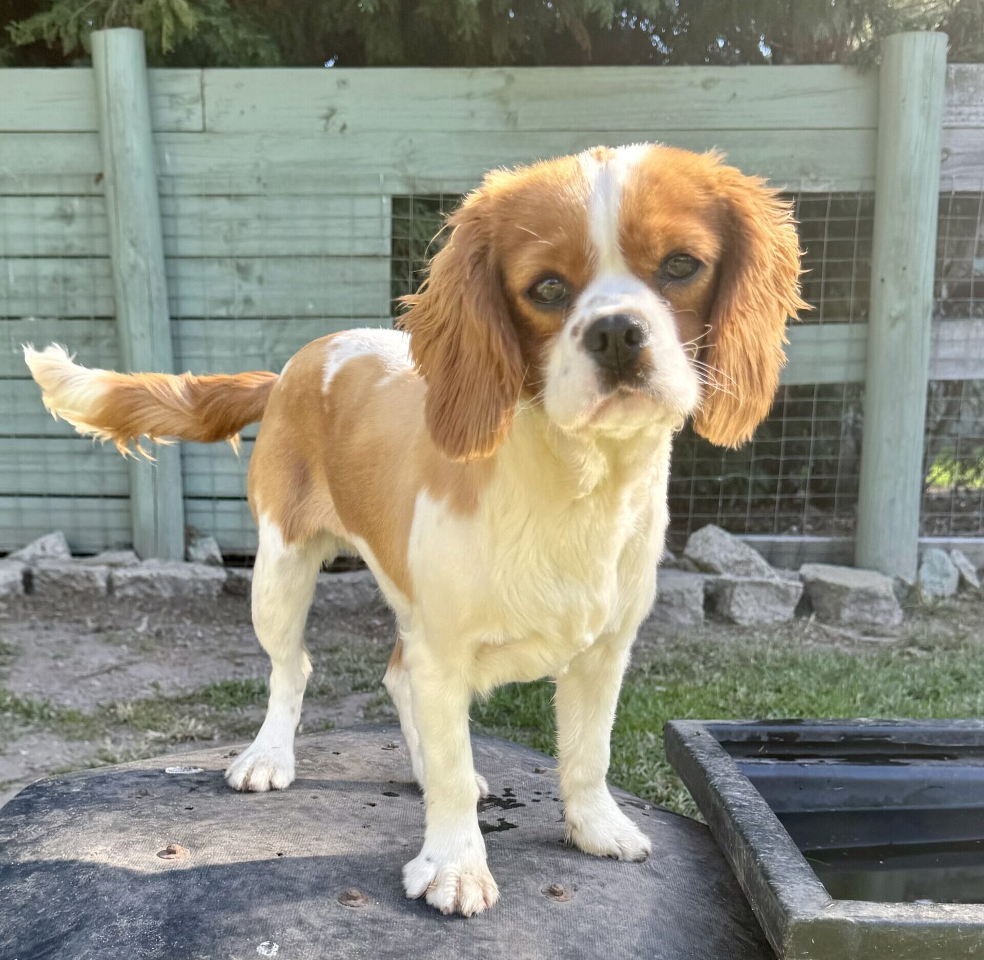 Female Cavalier King