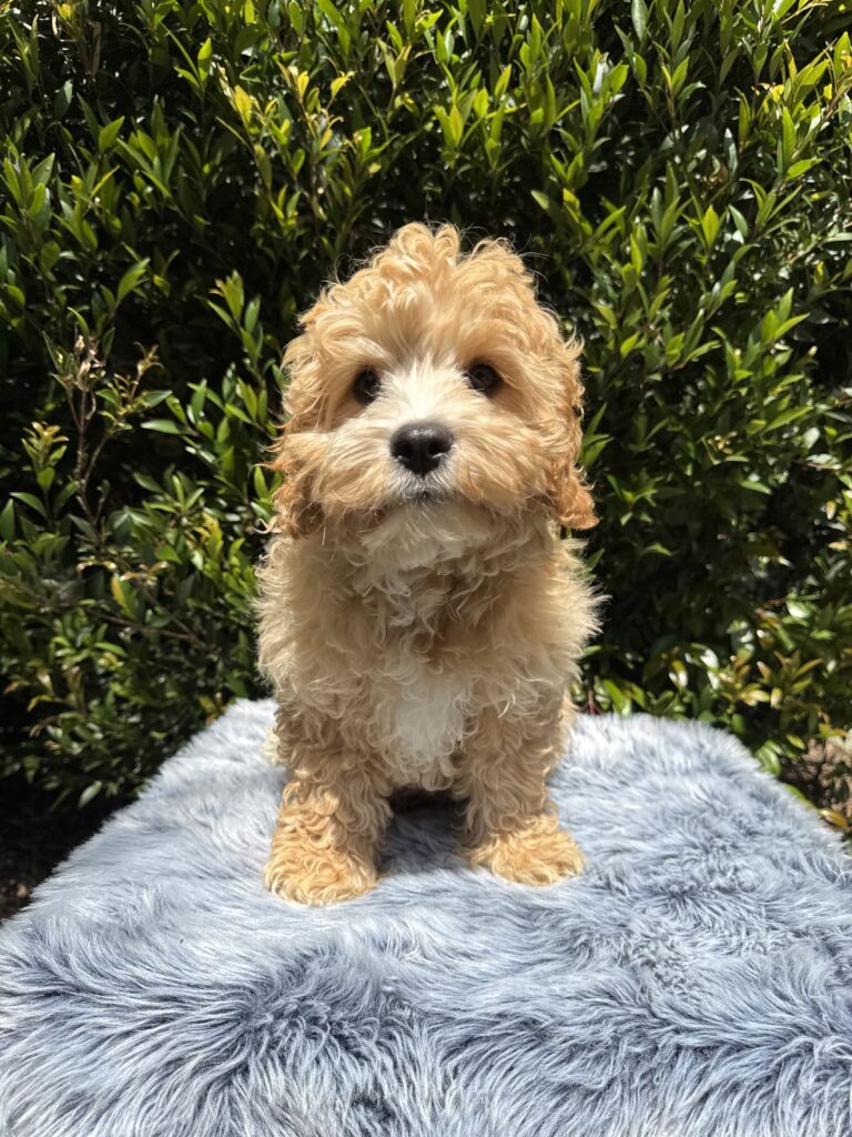 Toy Cavoodle puppy Male 3415