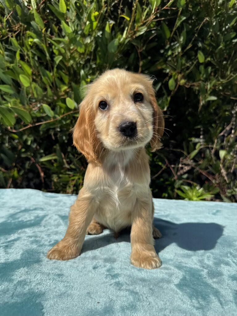 Cocker Spaniel Puppy Male 6531