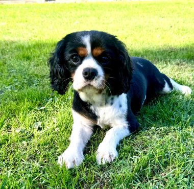 Cavalier King charles spaniel