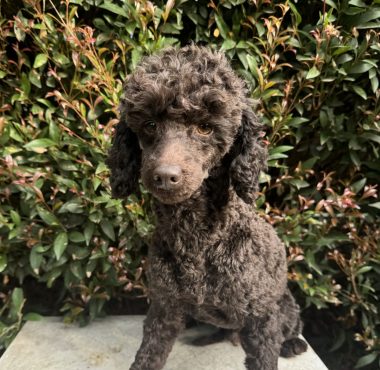 Chocolate Toy poodle